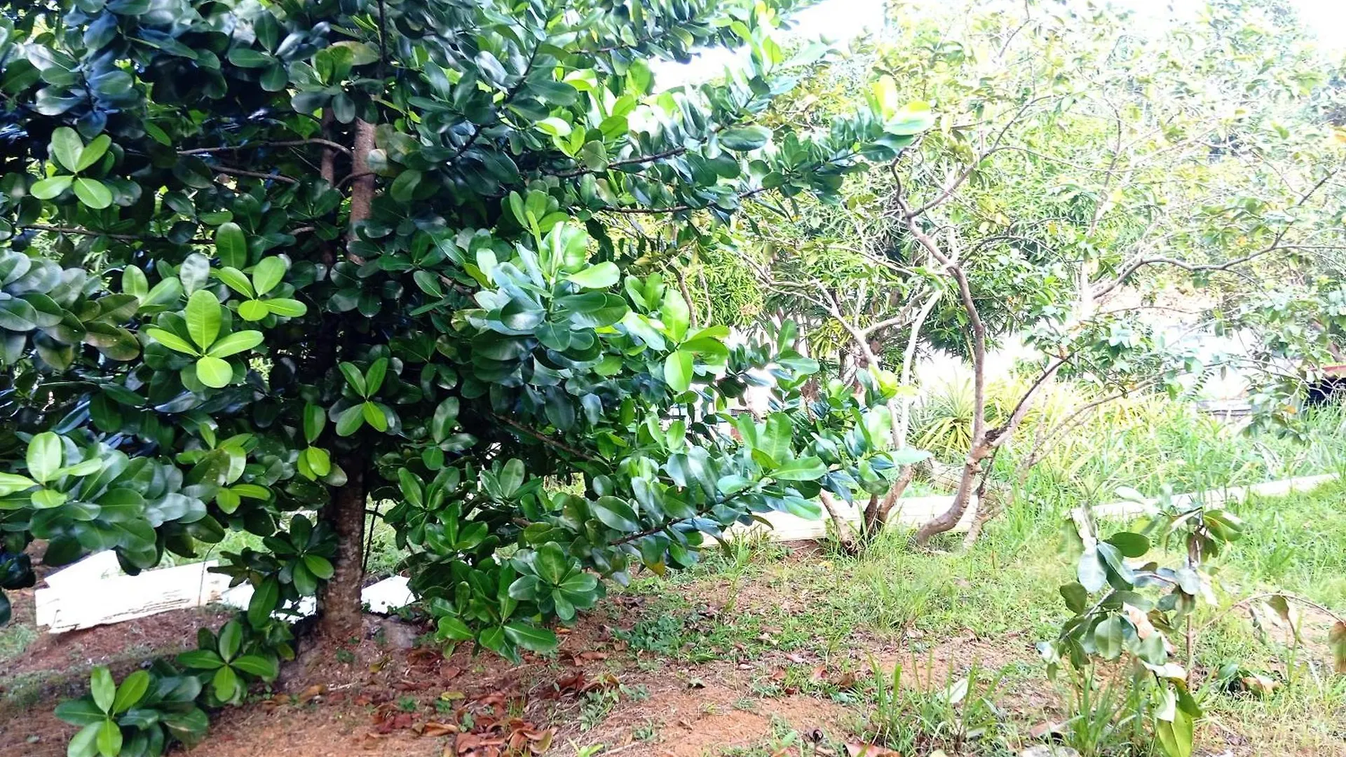 Villa Leina, Vacances En Famille Ecotourisme Le Robert 0*,  Martinique